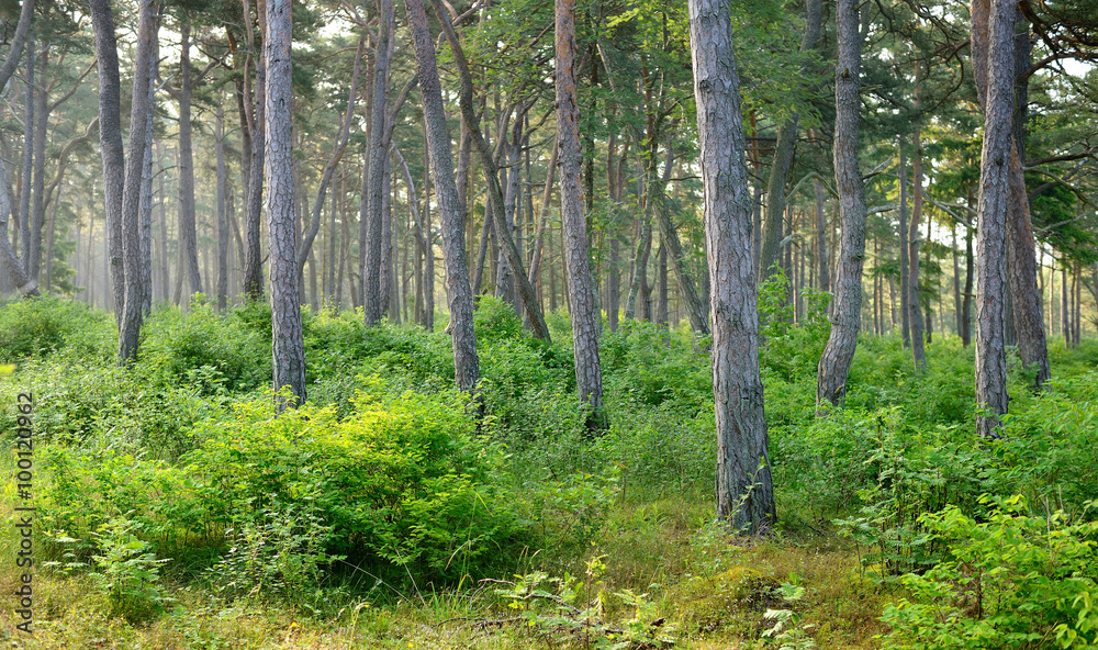 Fototapeta premium dark pine forest scene