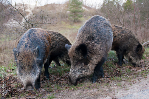 Naklejka Wild pigs
