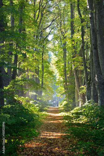 Road in a beautiful forest in the morning