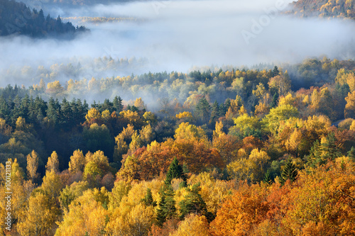 Colorful forest hills covered with mist in Autumn. Sigulda, Latvia.