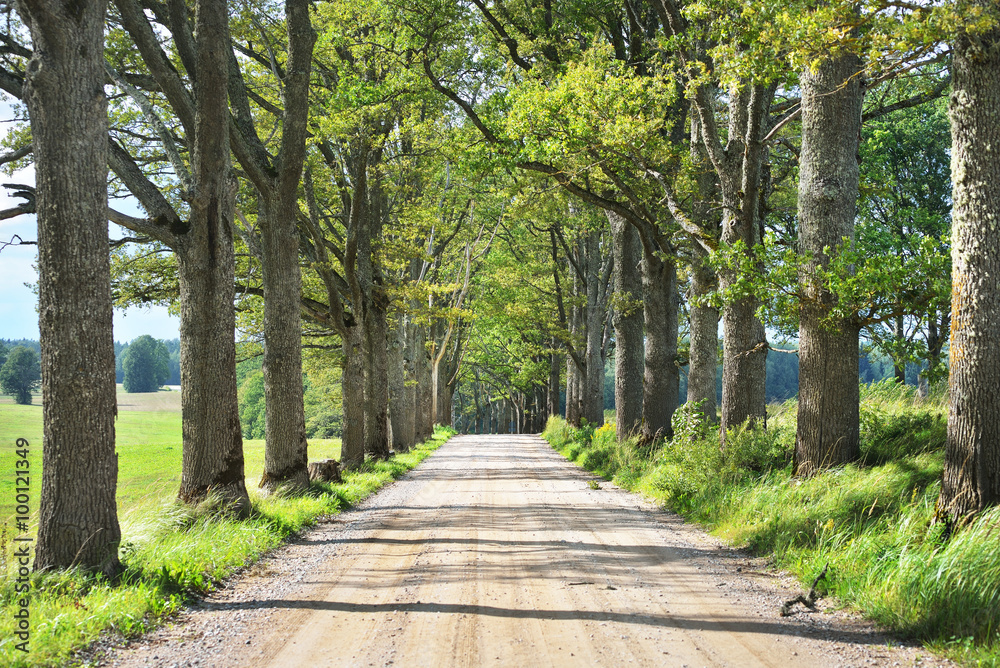 Old road through the beautiful alley in the countryside. Ligatne, Latvia