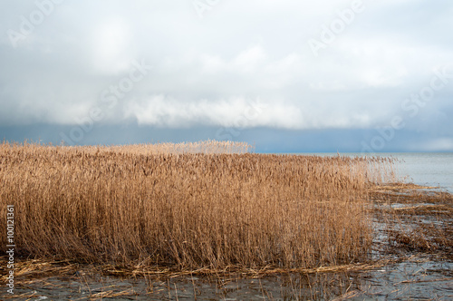Landscape of lake and reeds