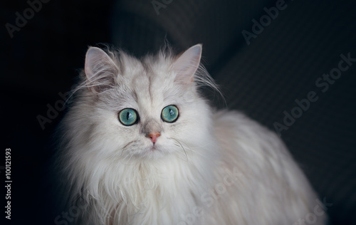 White cat chinchilla. Fluffy cute pet animal with bright green eyes