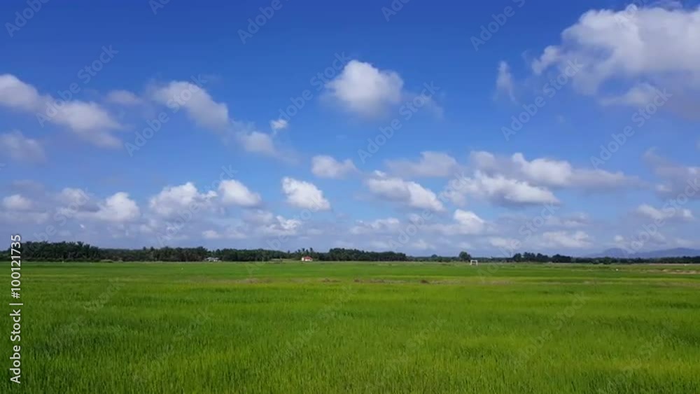 Paddy fields and young rice grass moving in the wind Paddy fields and young rice grass moving in the wind