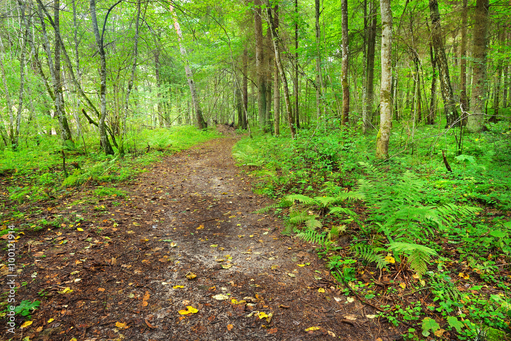 A road in a forest in Latvia