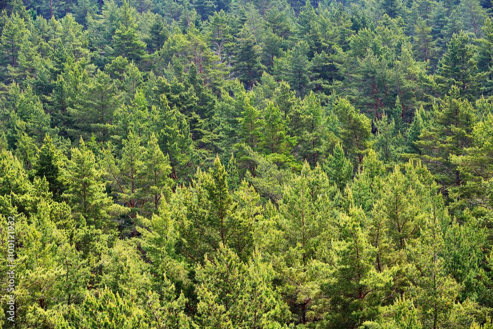 Forest on Hiumaa island, Estoina