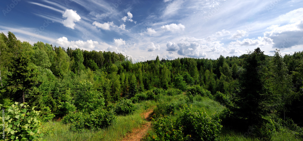 forest on the hills in Latvia. Wide view.