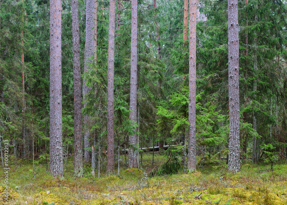 Northern forest landscape