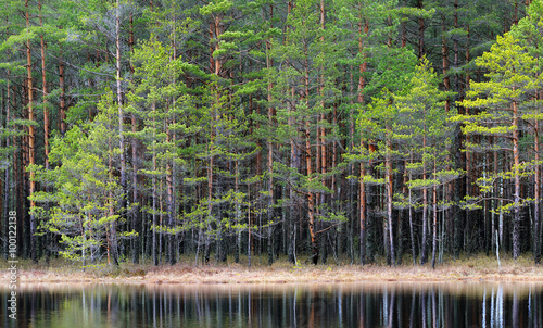 Obraz na płótnie Northern forest landscape with a lake w salonie