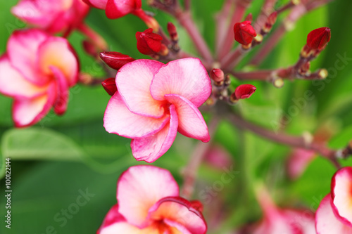 Fototapeta Naklejka Na Ścianę i Meble -  frangiapani flower