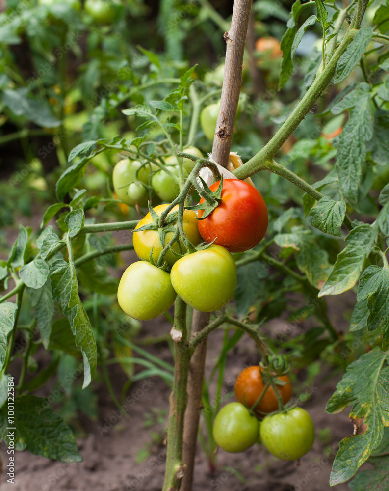 yellow, red, green tomatoes growing on the branch in garden
