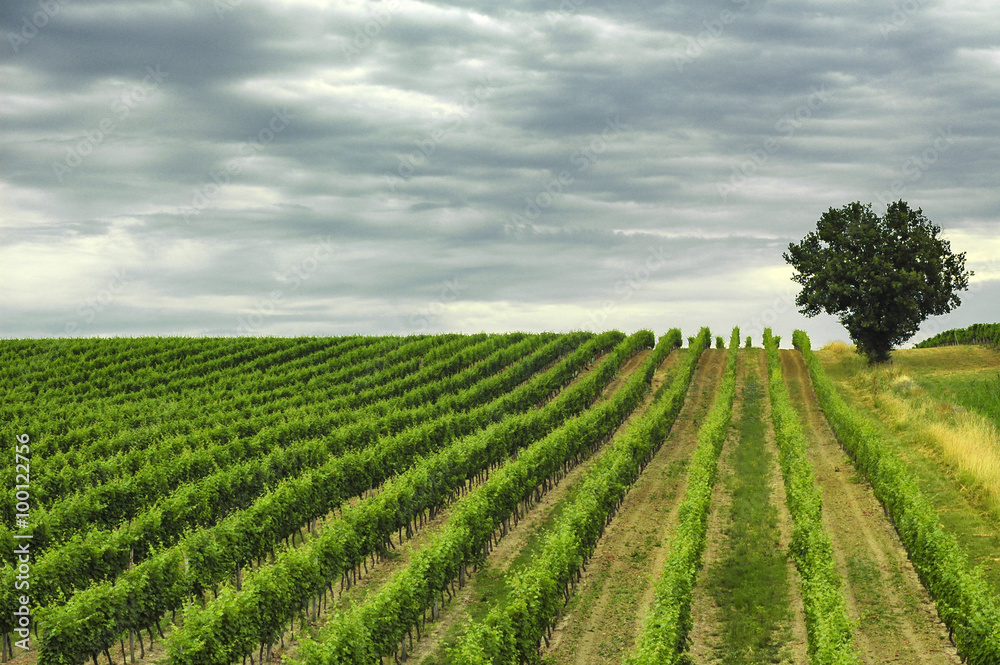 Vineyard in Gironde (Aquitaine)