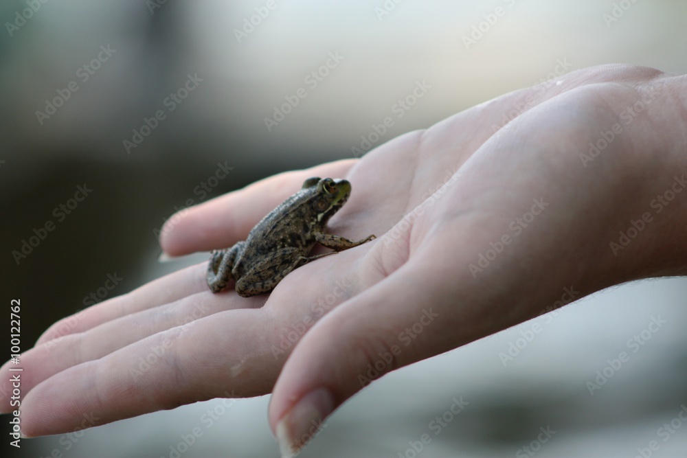 Frog resting in hand