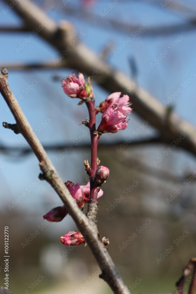 Cherry blossom buds on Cherry Tree Cherry blossom buds on Cherry Tree