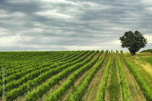 Vineyard in Gironde  Aquitaine 