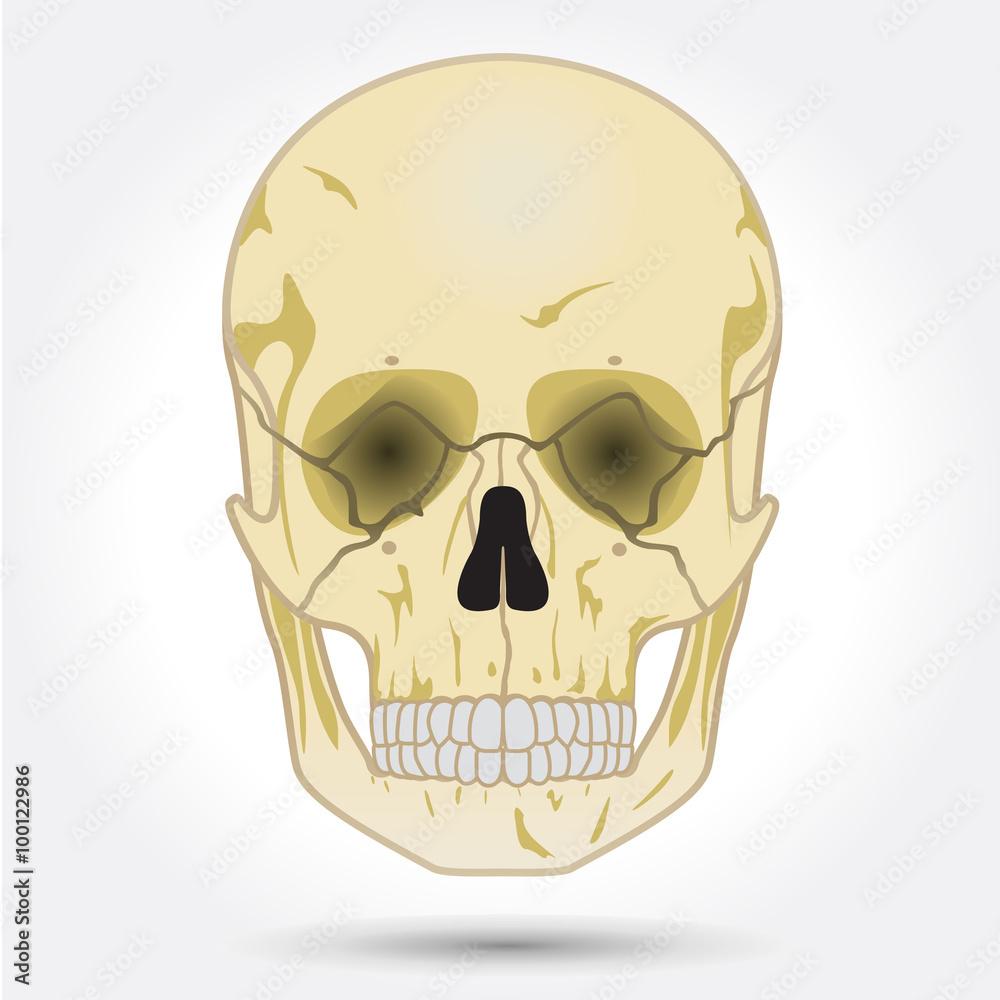 Human skull, front view. Human skull, front view.