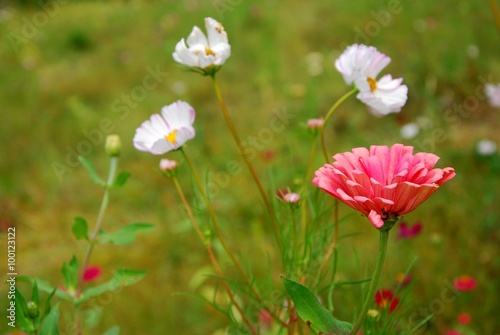 Beautiful galsang flowers