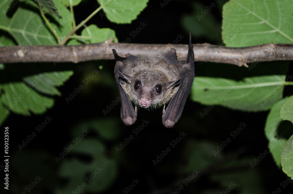 bat is mammal and call bat is mammal and call