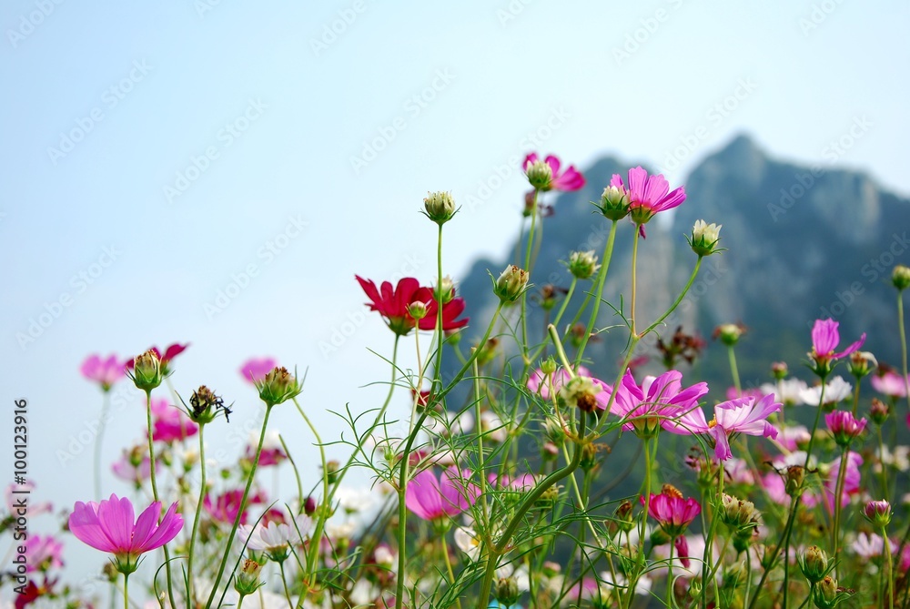 Beautiful galsang flowers Beautiful galsang flowers