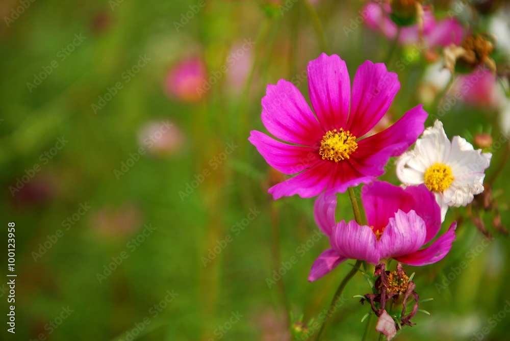 Obraz premium Beautiful galsang flowrs