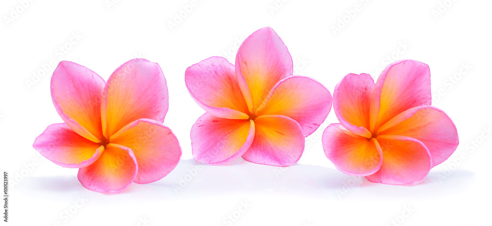 frangipani (plumeria) isolated on white background frangipani (plumeria) isolated on white background