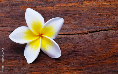 frangipani (plumeria) isolated on the wooden floor