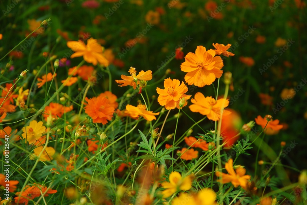 Beautiful galsang flowrs Beautiful galsang flowrs