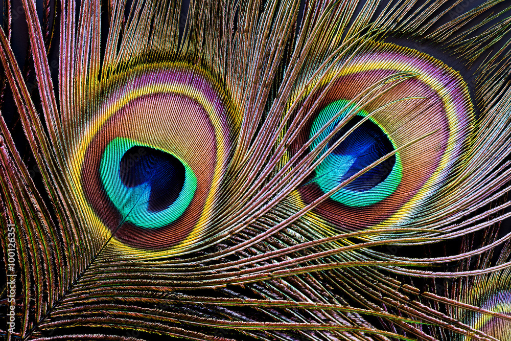 Naklejka premium Peacock feather (detail of eyespot)