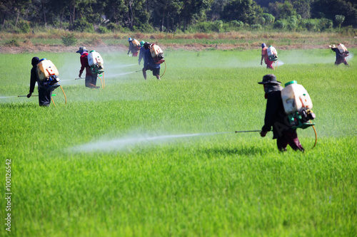 farmer spraying pesticide in green paddy field