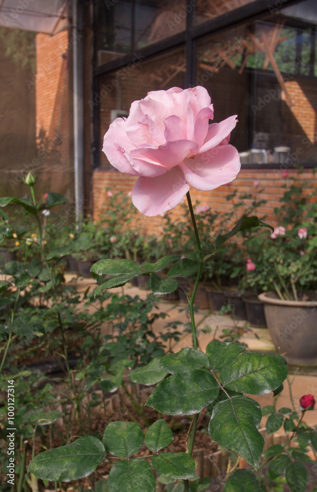 Pink rose in garden Pink rose in garden