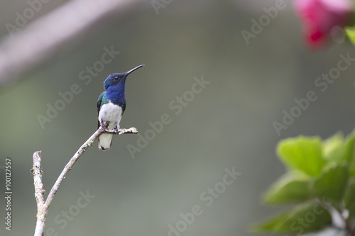 White-necked jacobin hummingbird of South America