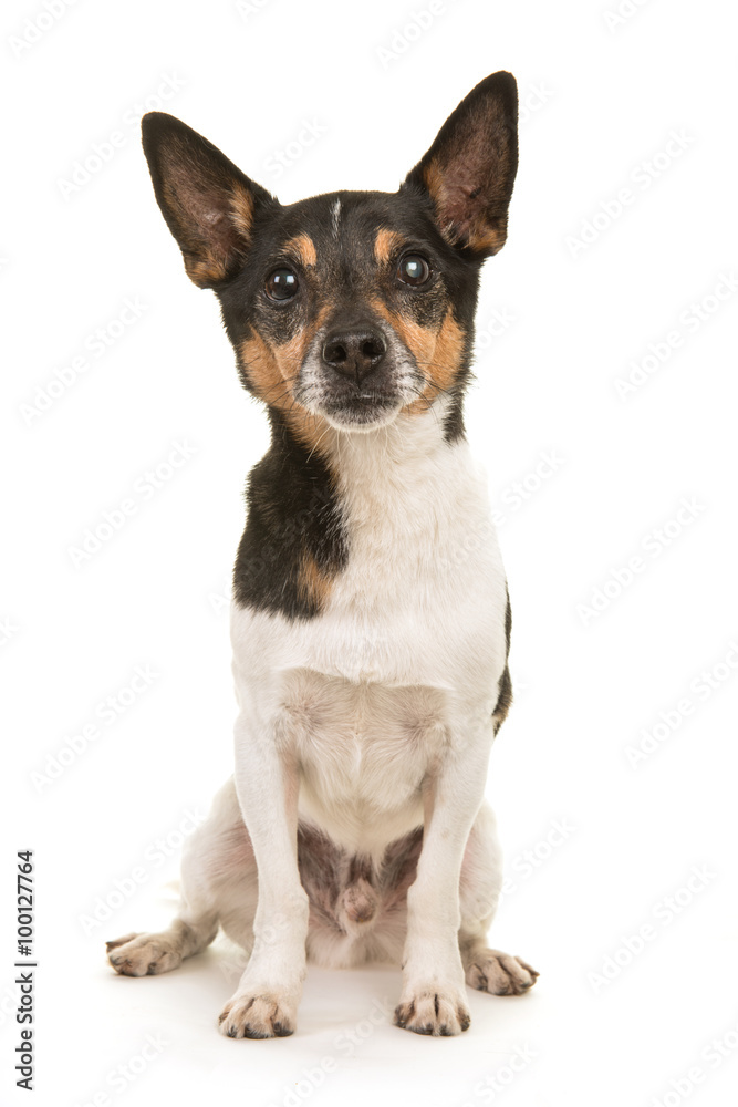 Older Jack Russell terrier dog sitting facing the camera isolated on a white background