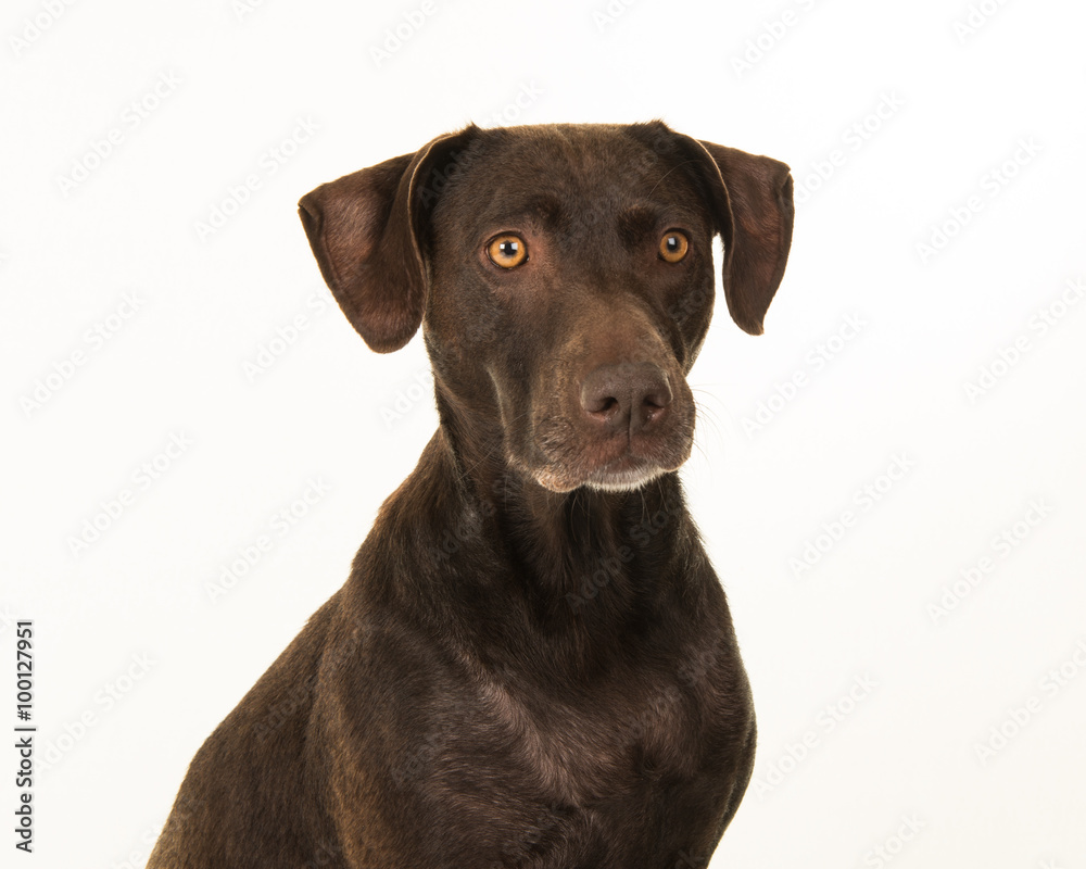 Brown older labrador dog portrait isolated on a white background