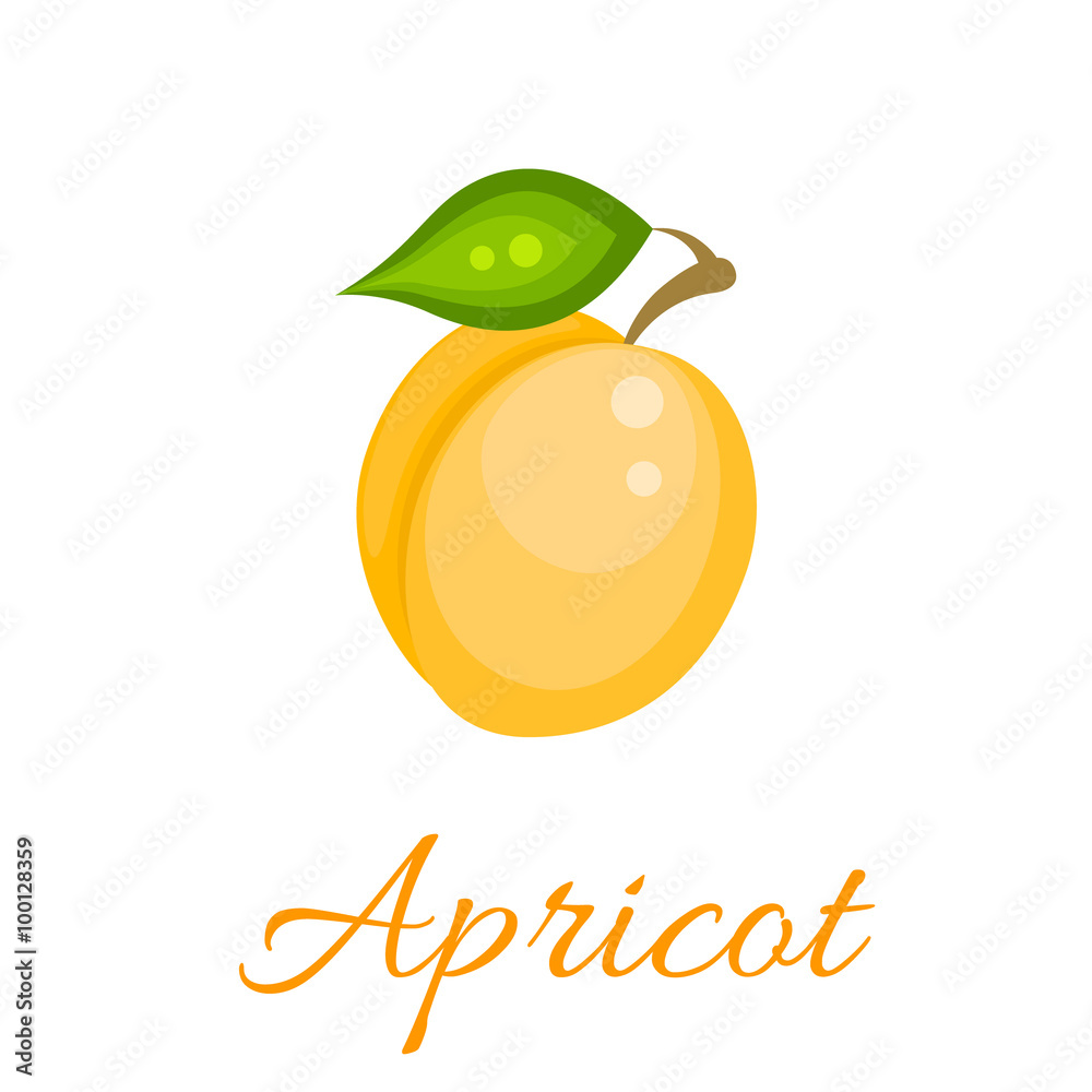 Apricot isolated vector icon. Apricot fruit on branch with leaf. Orange