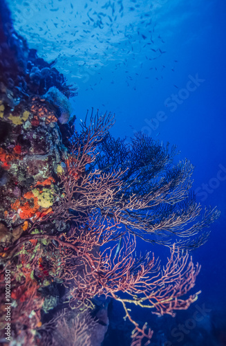 Underwater coral reef © John Anderson