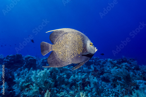 French angelfish, Pomacanthus paru
