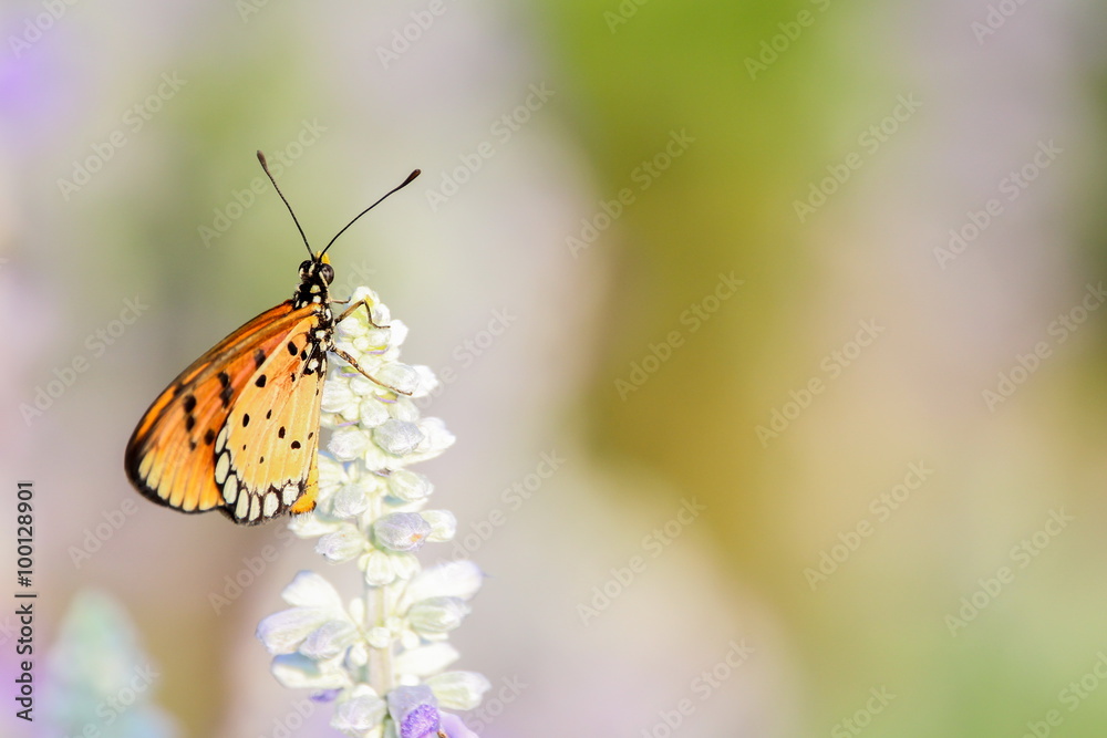Obraz premium Plain Tiger Butterfly