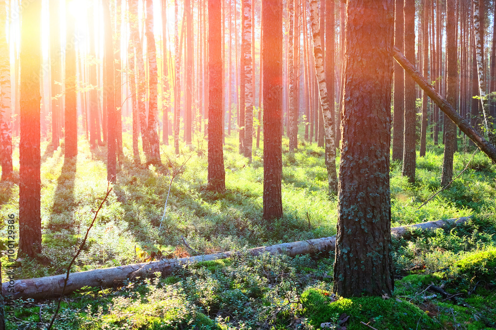 Sunrise in pine forest