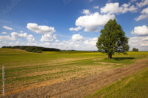 Fotografie field in summer