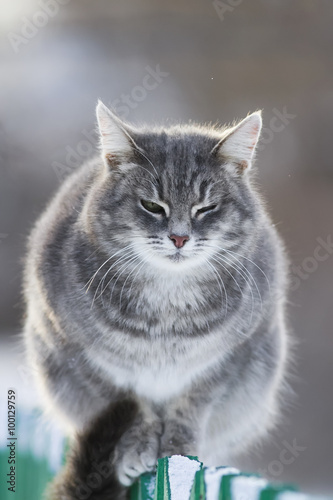grey striped fluffy cute cat sitting on a fence in winter