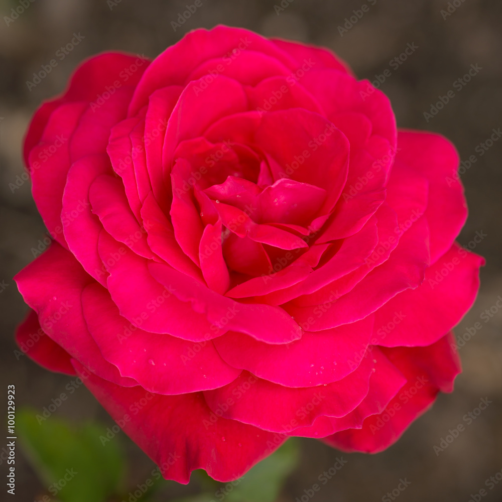 Obraz premium Pink rose close up