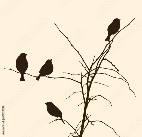 birds on the tree branches