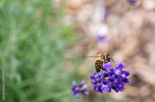 Bee at lavander close up in the garden © moquai86
