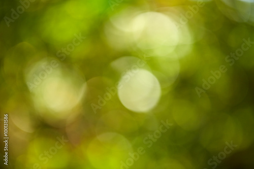 Beautiful nature green bokeh background