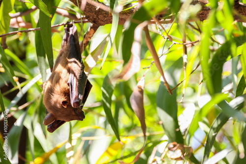 Bat is hanging on the tree