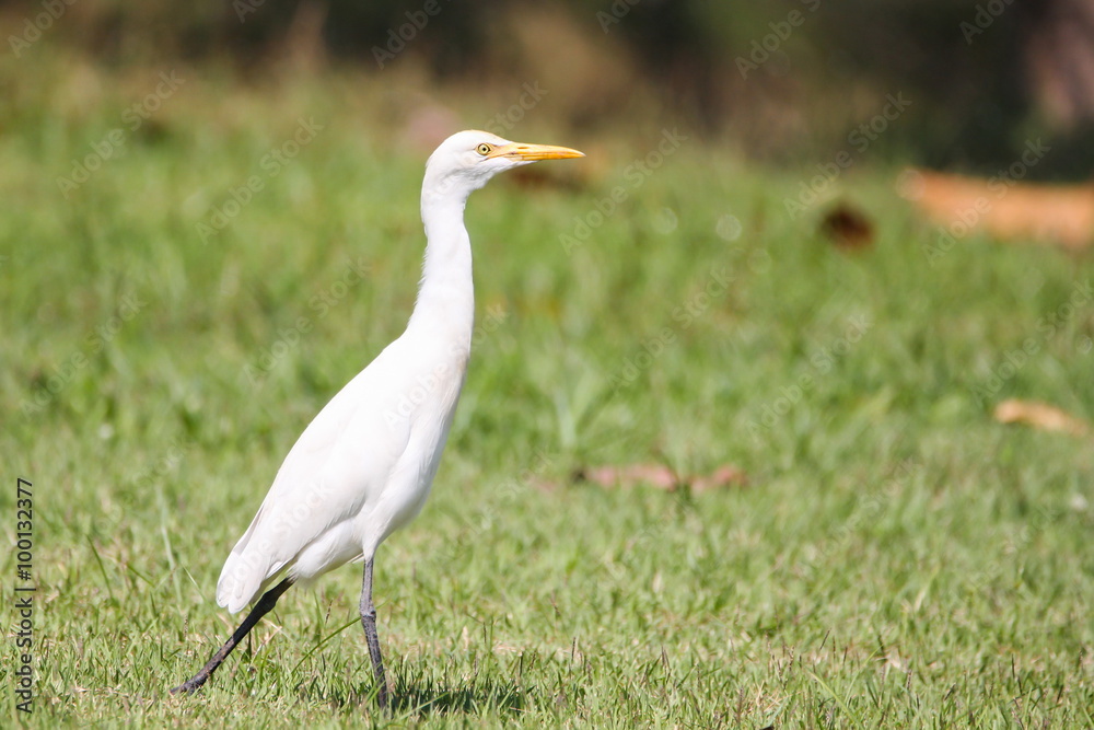 Intermediate Egret (Mesophoyx Intermedia), Bird Intermediate Egret (Mesophoyx Intermedia), Bird