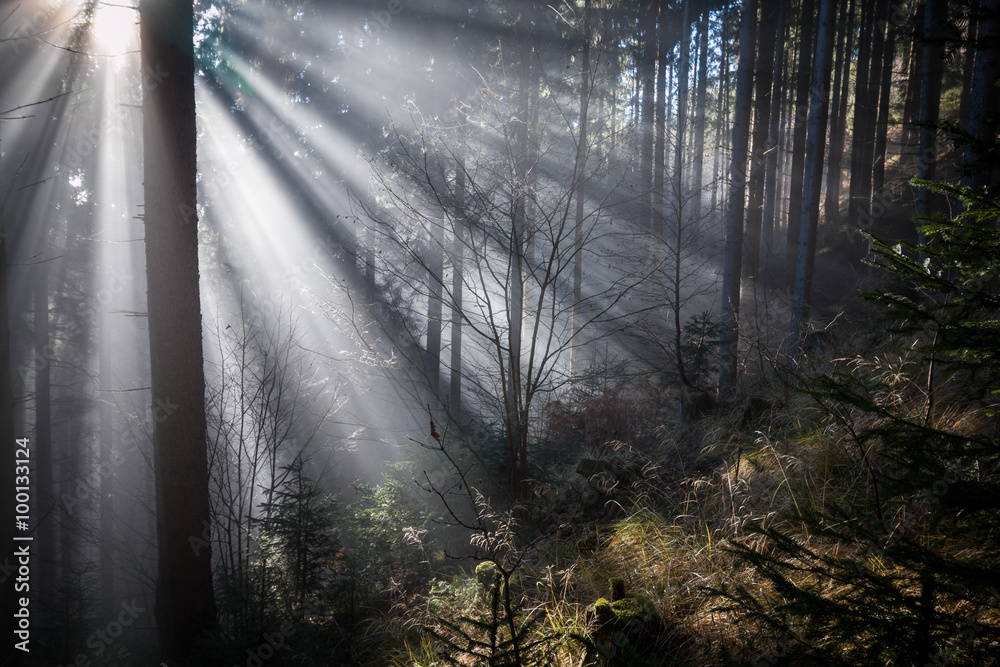 Fototapeta premium Die Sonnenstrahlen leuchten in den finsteren Wald