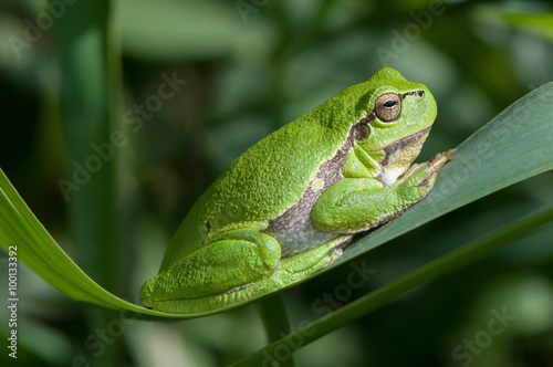 Tree frog on a reed leaf