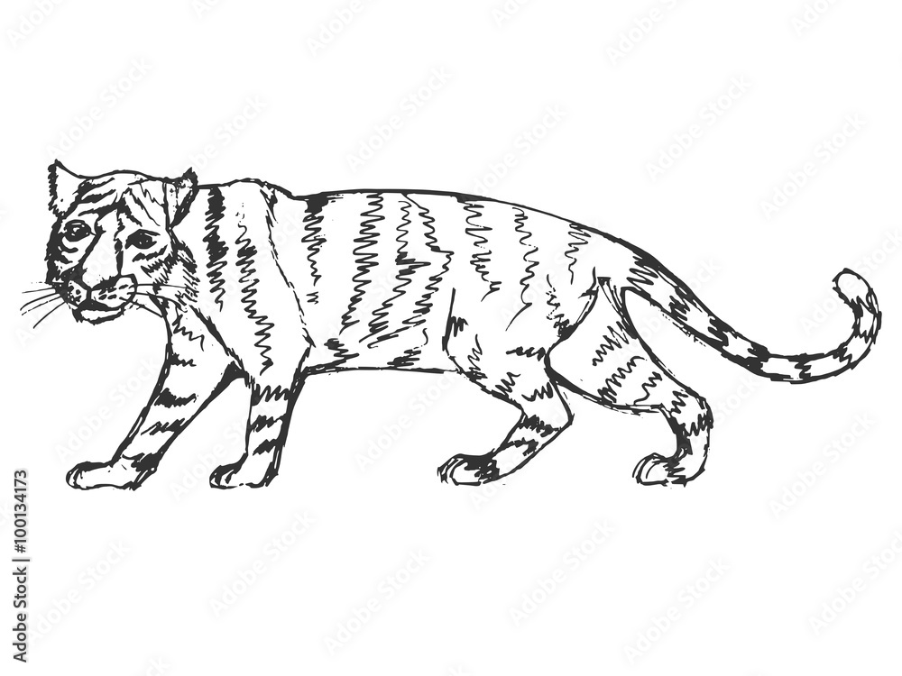 hand drawn, grunge, sketch illustration of tiger