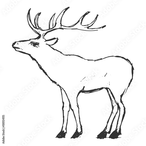 hand drawn  grunge  sketch illustration of deer